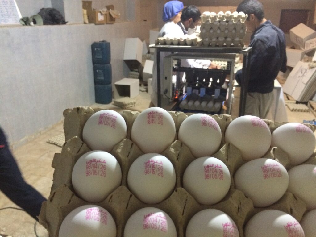 تخم مرغ ۱۲.۳ پیرنتی