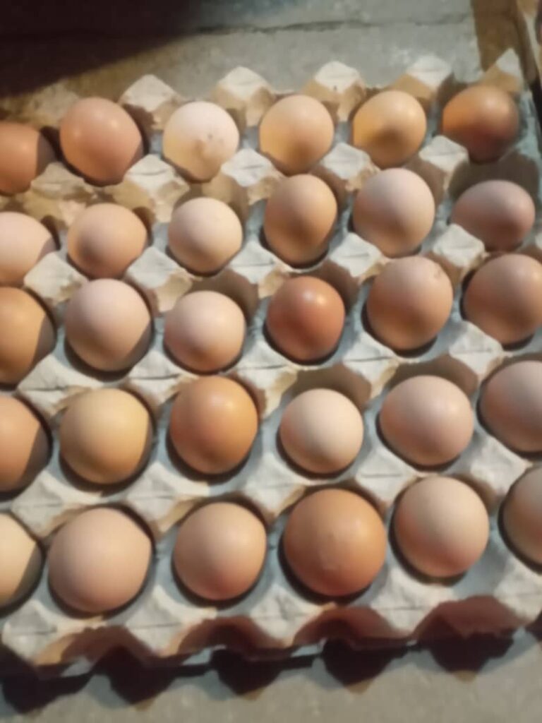 تخم مرغ گلپایگانی