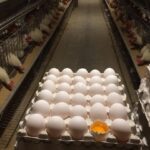 فروش تخم مرغ جاویداستور(شکراللهی)