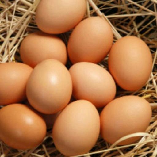 خریدار تخم مرغ رسمی