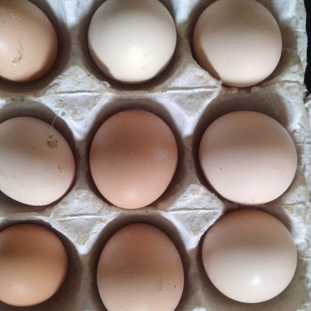 تخم مرغ رسمی گلپایگانی