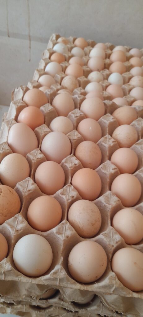 تخم مرغ نطفه دار مرغ گوشتی نژاد رآس