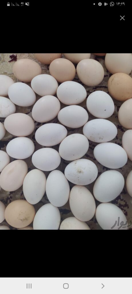 فروش تخم مرغ روز مستقیم از درب مرغداری