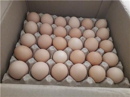 تخم مرغ بومی گلپایگان