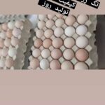 فروشنده تخم مرغ محلی
