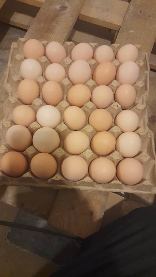 تولید کننده تخم مرغ نطفه دار مرغ گوشتی