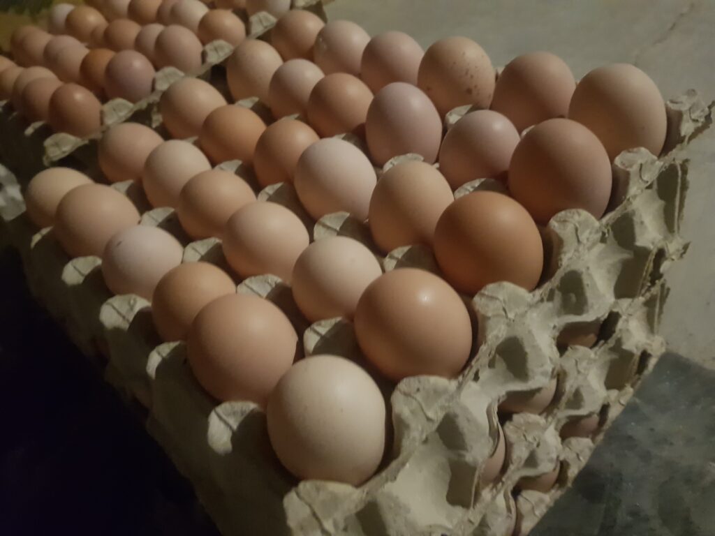 تخم مرغ (محلی/رسمی) گلپایگانی
