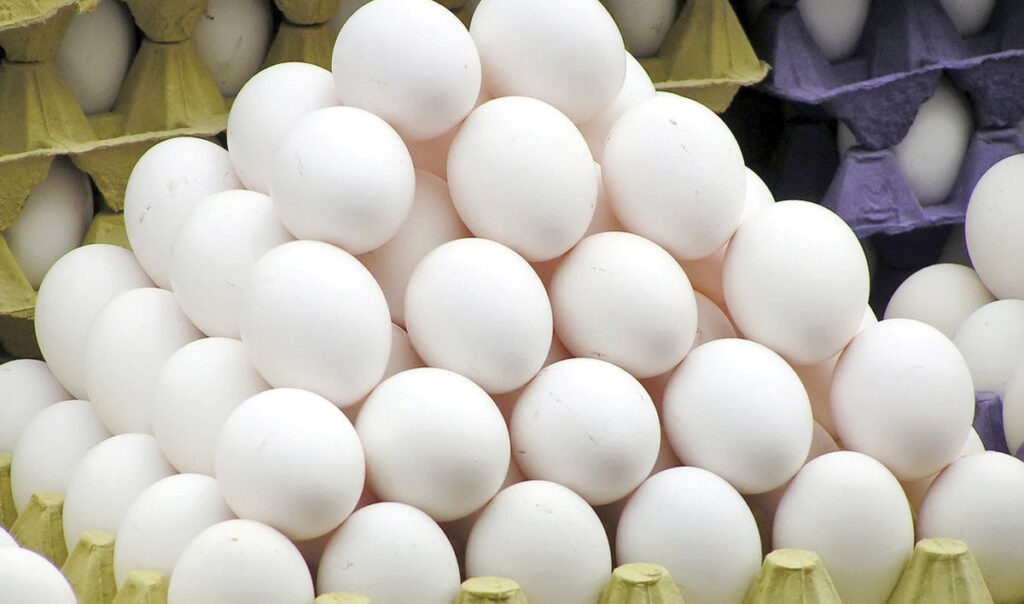 پخش عمده تخم مرغ در اردبیل