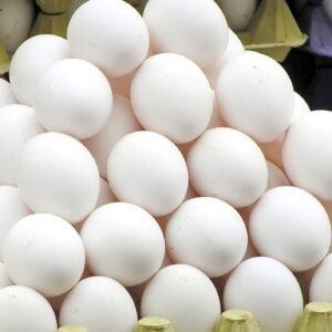 پخش عمده تخم مرغ در اردبیل