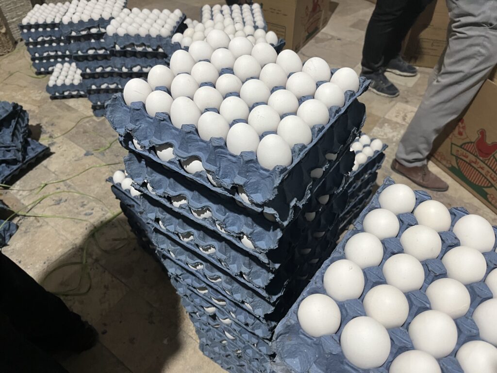 تخم مرغ صادراتی برای عراق