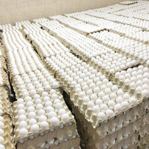 فروش عمده تخم مرغ داخلی و صادراتی