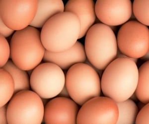 خریدار تخم مرغ محلی وسفید به صورت عمده