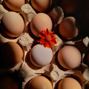 فروش تخم مرغ نطفه دار تخم گذار (محلی_نژاد گلپایگان)