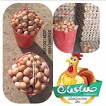 تخم مرغ محلی