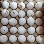 تخم مرغ کودی و نوکی کف قیمت بارگیری درب مرغداری