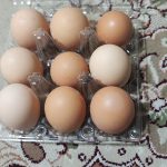 تخم مرغ محلی هیلکا