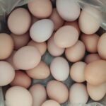 فروش تخم مرغ بومی گلپایگانی