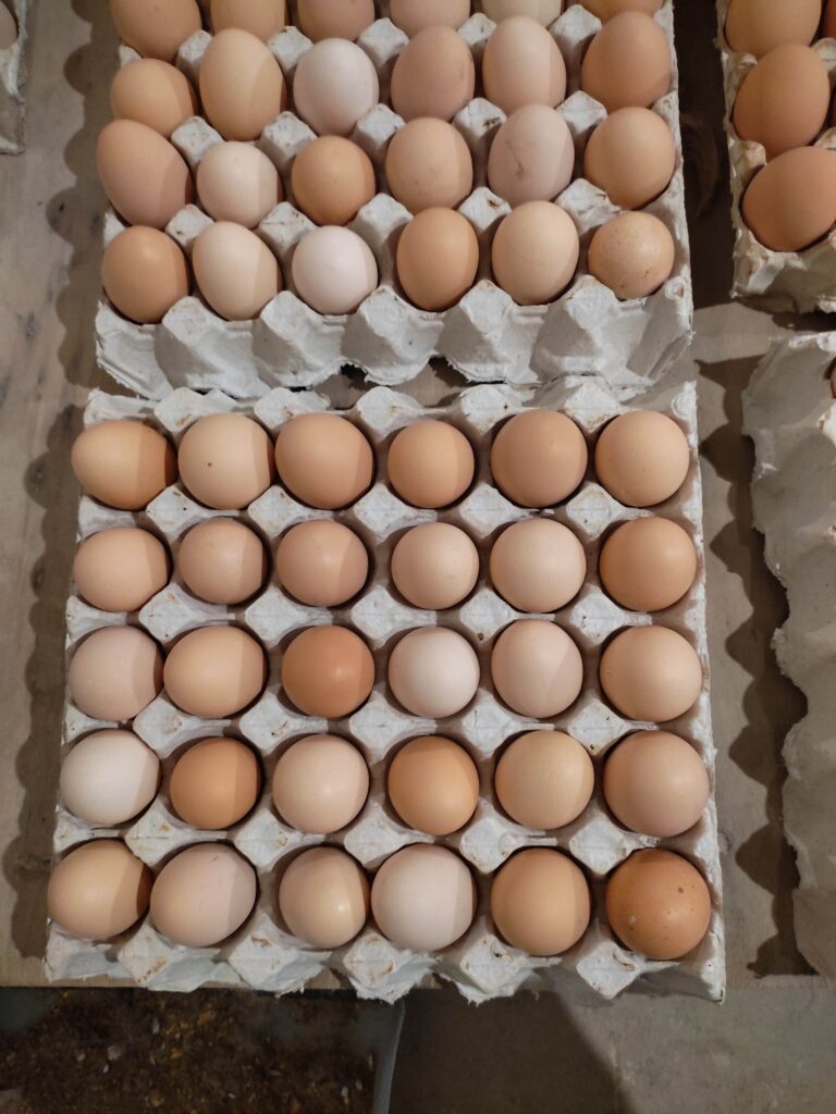 تخم مرغ قهوه ای یا رسمی