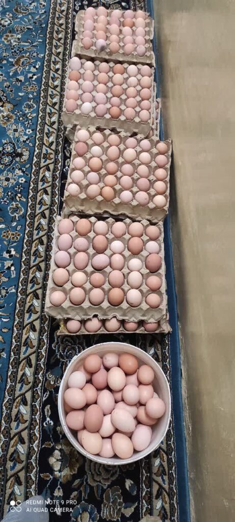 تخم مرغ رسمی