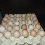 فروش تخم مرغ محلی