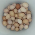 فروش تخم مرغ محلی