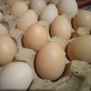 تخم مرغ محلی ,تازه ،کاملا بهداشتی