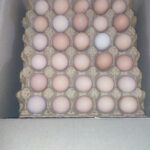 تخم مرغ رسمی گلپایگانی