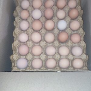 تخم مرغ رسمی گلپایگانی
