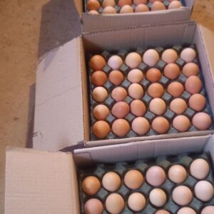 تخم مرغ محلی رسمی نژاد گلپایگانی