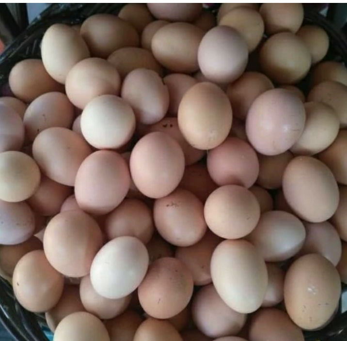 تخم مرغ قهوه ای محلی بومی گلپایگان