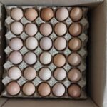 تخم مرغ گلپایگان محلی و ارگانیک