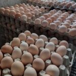 تخم مرغ محلی ارگانیک و باکیفیت عالی