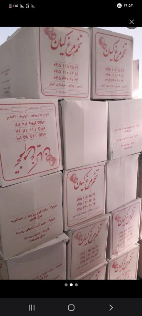 تخم مرغ تازه